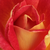 Czerwono - żółty - Róża wielkokwiatowa - Hybrid Tea - Piccadilly